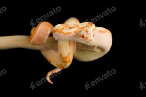 Preview: Snake red-tailed boa hanging on a branch isolated on black background
