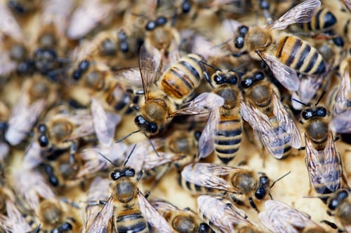 Preview: Bees Macro