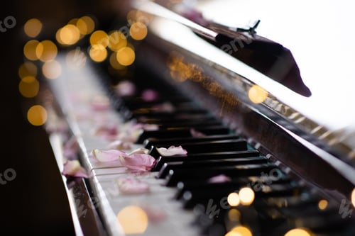 Preview: Piano keys with rose petals in dark closeup