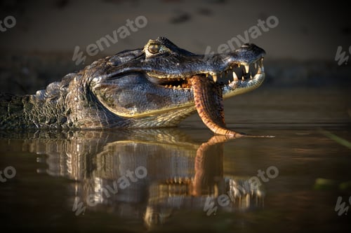 Preview: Close-up shot of a head of a black caiman with a big fish in its mouth