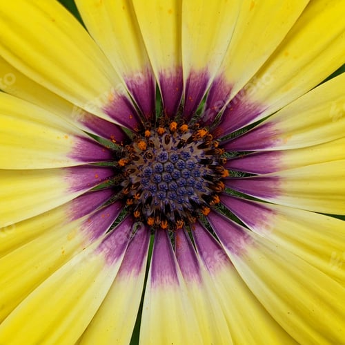 Preview: yellow daisy flower with purple center,Osteospermum,African daisy,close up