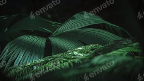 Preview: Beautiful shot of a dark green forest during the day