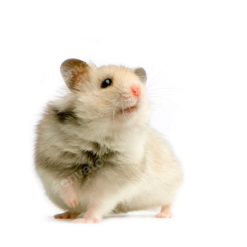 Preview: Cute Fluffy Hamster Standing Alert on White Background