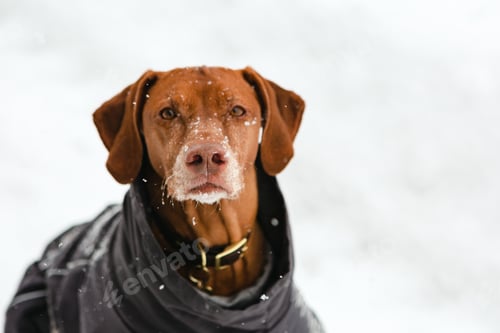 Preview: Beautiful Visla dog with white muzzle looking at the camera in the winter with snow on her
