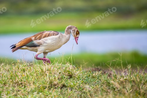 Preview: A local duck in the Nakuru National Park. Kenya