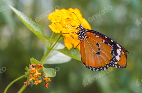 Preview: Colorful butterfly on the flower