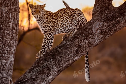 Preview: Leppard in tree
