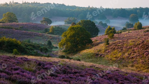 Preview: Posbank National park Veluwe, purple pink heather in bloom, blooming heater on the Veluwe