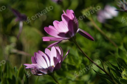 Preview: Purple daisies with copy space for text