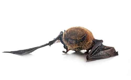 Preview: Pipistrellus pipistrellus in studio