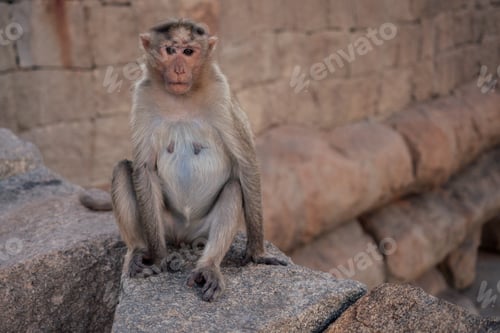 Preview: Monkeys near the Hanuman Temple Hampi sunset