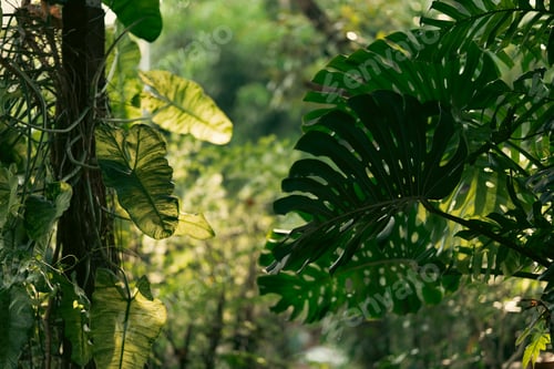 Preview: Rustic Tropical Garden with Monstera Foliage: Sunlight Filtering Through Greenery and Leaves