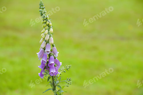 Preview: Purple flowers against a natural green background