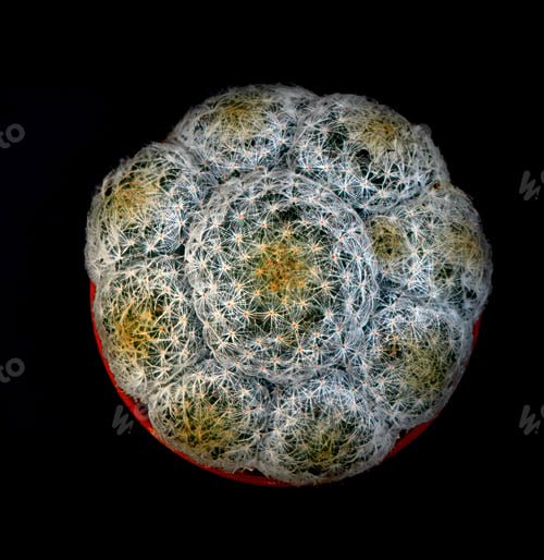 Preview: Mammillaria microthele-cactus illuminated by sunlight on a black surface