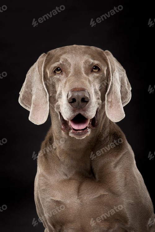 Preview: Studio portrait of an expressive Weimaraner dog