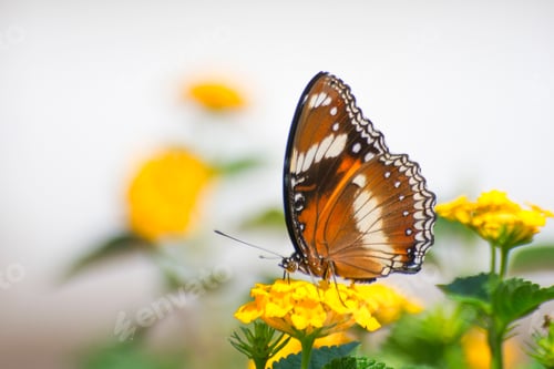 Preview: Great Eggfly Butterflies Sitting on a Flower