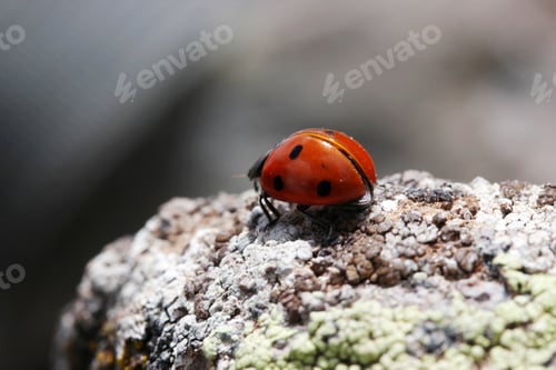 Preview: ladybug stands on the stone