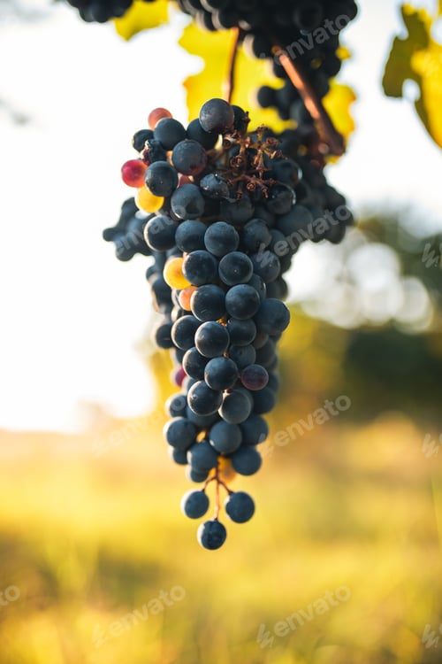 Preview: Bunch of red grapes with vineyard background. Production of balsmaic vinegar of Modena.