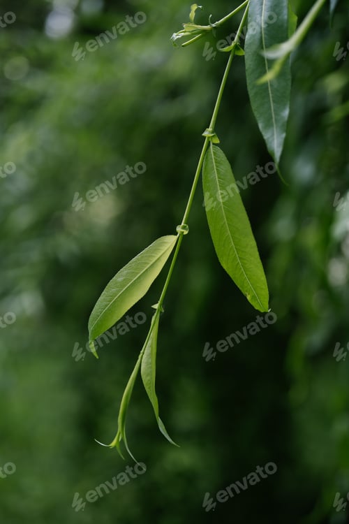 Preview: A willow branch on a blurry green background.