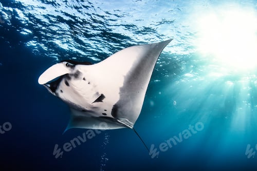 Preview: Manta Ray (Batomorphi) cartilaginous fish swimming in tropical underwaters. Manta in underwater wild