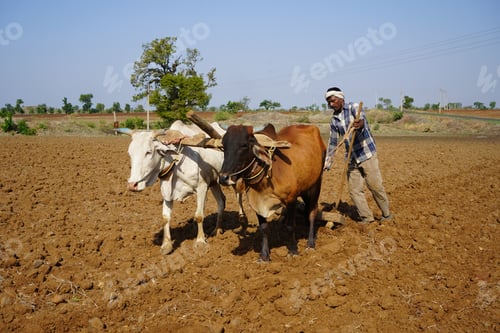 Preview: Indian farmer ploughing with bull at his field.