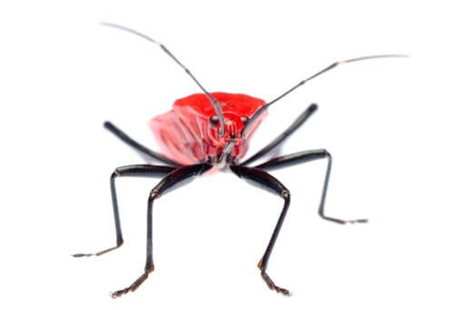 Preview: red stink bug, Melamphaus rubrocinctus