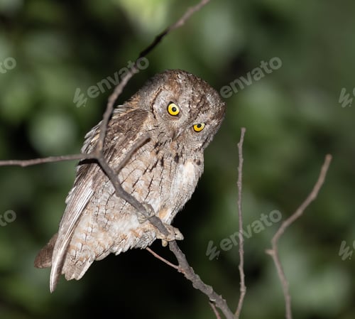 Preview: Eurasian scops owl, Otus scops. At night, a bird sits on a branch, flat background