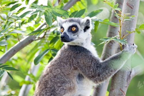 Preview: Lemur of Madagascar