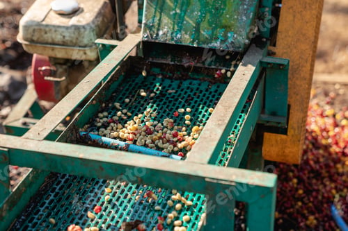 Preview: Farmer using a coffee cherry pulping machine to process beans.