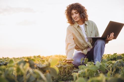 Preview: Agronomist woman using laptop and examining crops in soybean field at sunset
