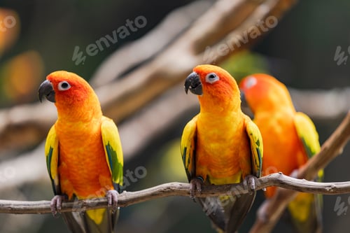 Preview: Beautiful colorful sun conure parrot birds
