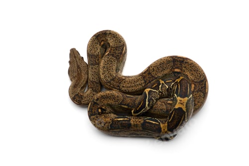 Preview: Red Tail Boa isolated on white background
