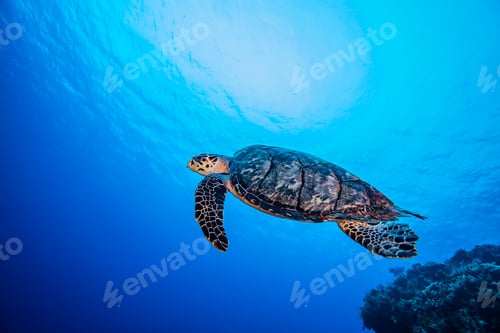 Preview: Hawksbill Turtle swimming over coral, Cozumel