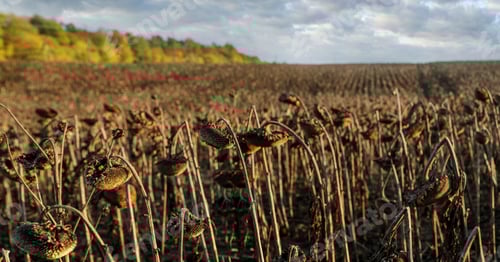 Preview: dried ripe sunflowers in sunflower field waiting for harvest, field crops and beautiful sky