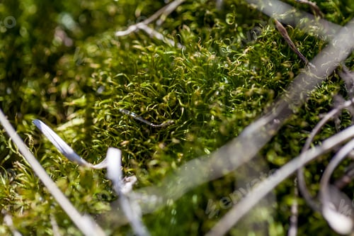 Preview: Detailed view of the green moss in a forest in spring