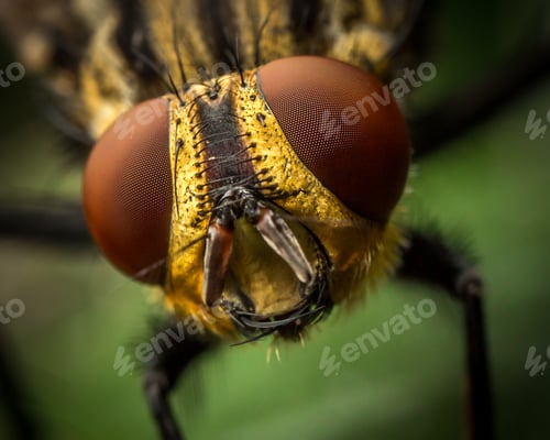 Preview: striped fly