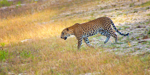 Preview: Sri Lankan Leopard, Wilpattu National Park, Sri Lanka
