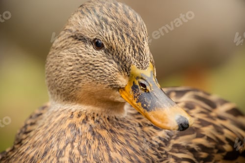 Preview: Close-up of a Domestic duck (Anas platyrhynchos)