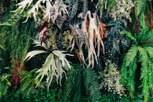 Preview: Group of background tropical green leaves texture. Natural green wallpaper and background.