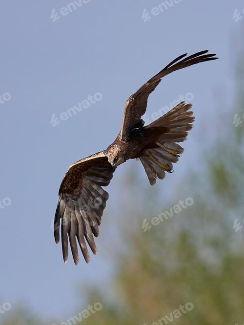 Preview: Western marsh harrier (Circus aeruginosus)