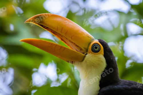 Preview: toucan, bird, colours, tropics
