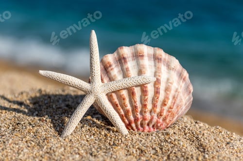 Preview: Seashells on the sand by the sea on a sunny day