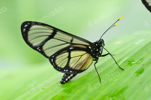 Preview: Tropical glasswing butterfly among green banana leaves