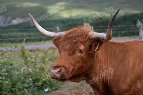 Preview: Closeup moody portrait of highland furry cow. Rural life and farming concept
