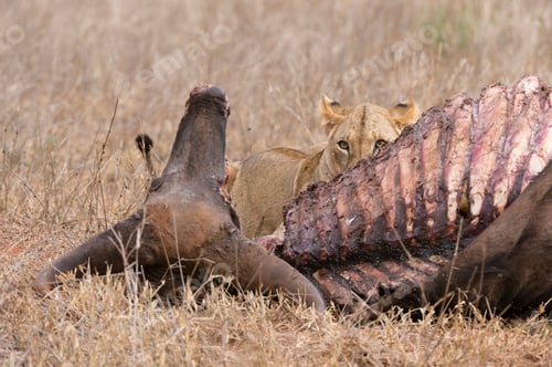Preview: Lion (Panthera leo), feeding on buffalo, Tsavo, Kenya, Africa