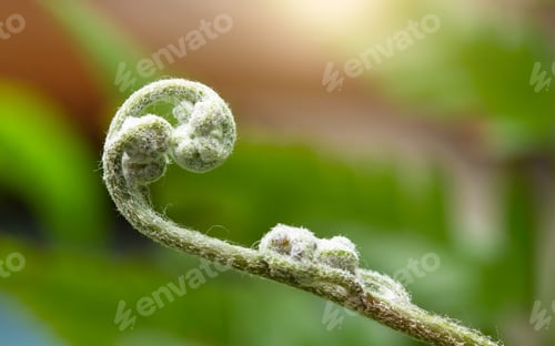 Preview: Young green shoot ferns nature background