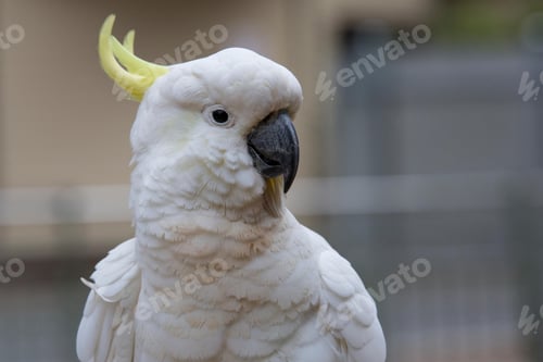 Preview: bird, cockatoo, pet, parrotsss