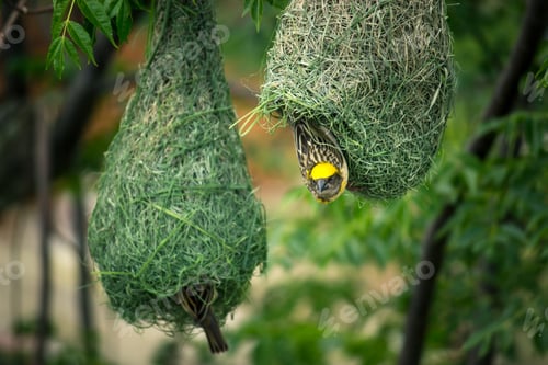 Preview: Baya Weaver bird