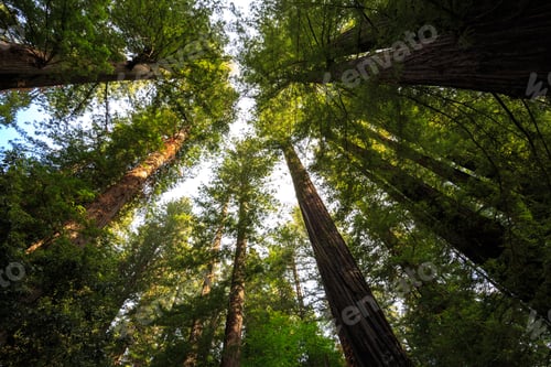 Preview: Under The Redwood Trees In Redwoods National And State Parks California