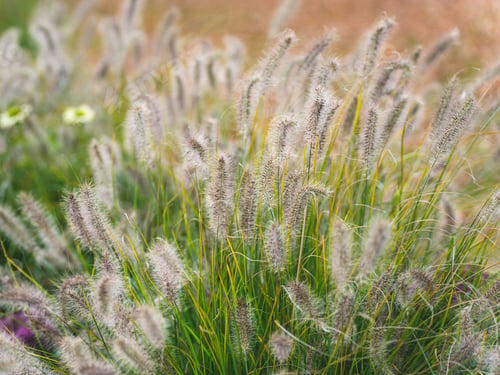 Preview: a small group of plants with white flowers and brown leaves